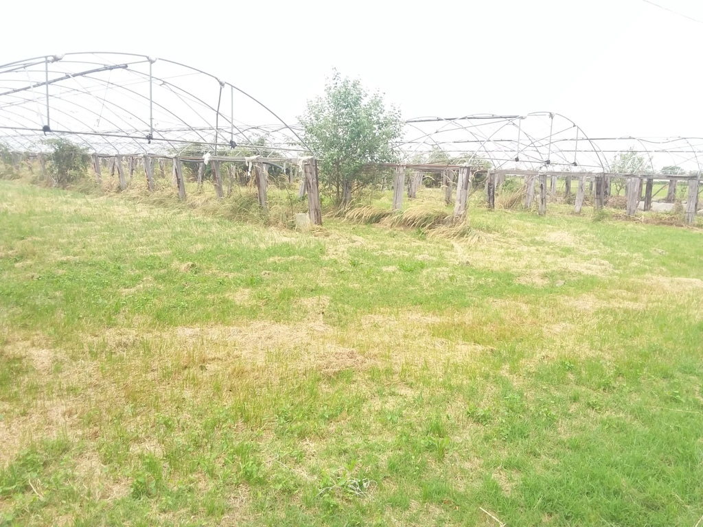 Rustico - Cascina CAVALLINO-TREPORTI vendita  Cavallino Treporti  Rizzato Immobiliare