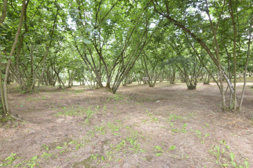 Terreno edificabile in vendita a Aiello Del Sabato (AV)