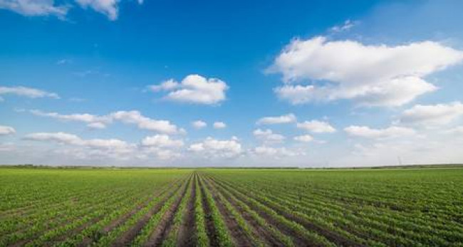 Terreno Agricolo in Vendita a Gaiarine