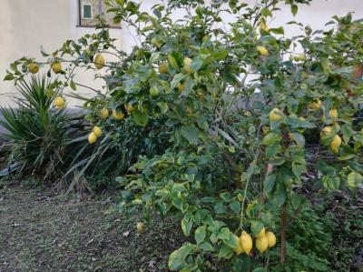 Casa indipendente in vendita a Soldano (IM)