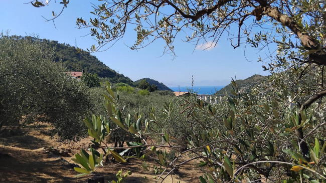 Terreno Agricolo in Vendita a San Biagio della Cima