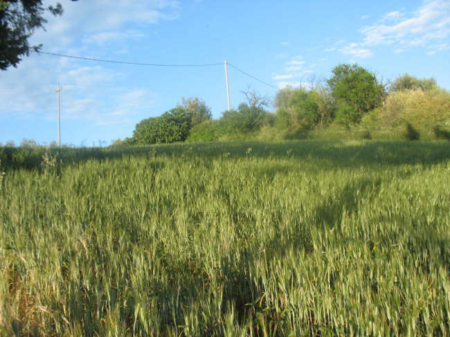 Terreno Agricolo in Vendita a Spoltore