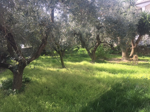 Villa PESCARA vendita  zona collinare pineta dannunziana  Di Battista Immobiliare