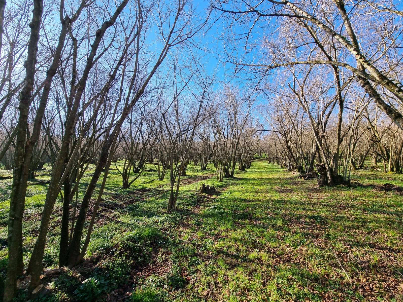 Terreno agricolo in vendita a Caprarola (VT)