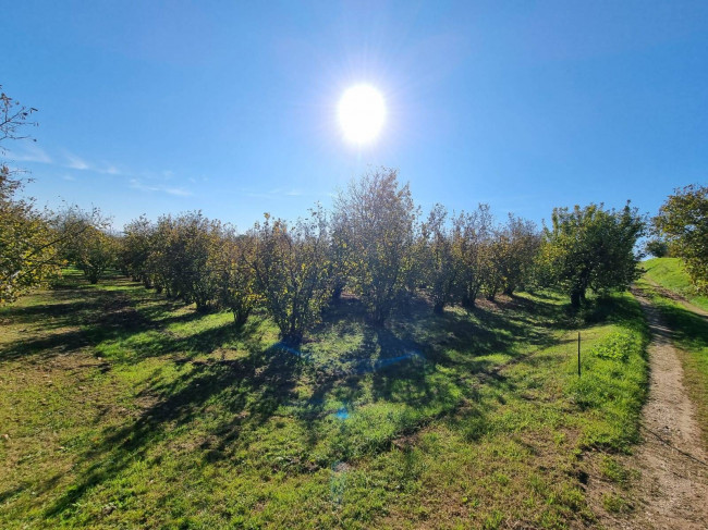 Terreno agricolo in vendita a Gallese (VT)