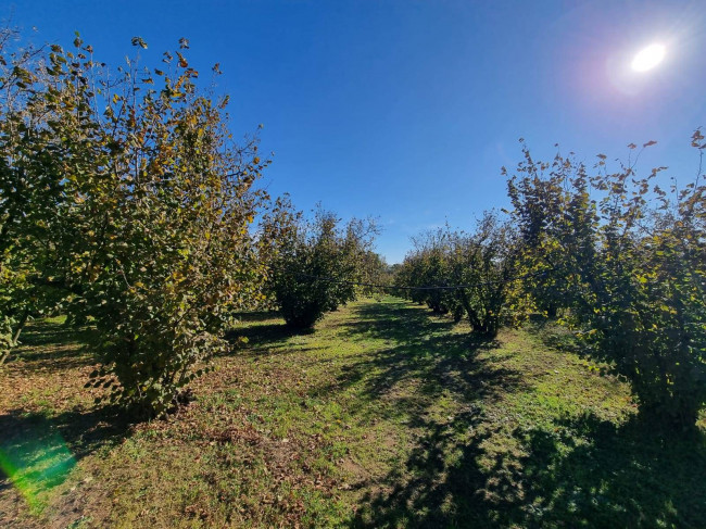 Terreno agricolo in vendita a Gallese (VT)