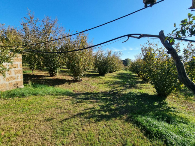 Terreno agricolo in vendita a Gallese (VT)