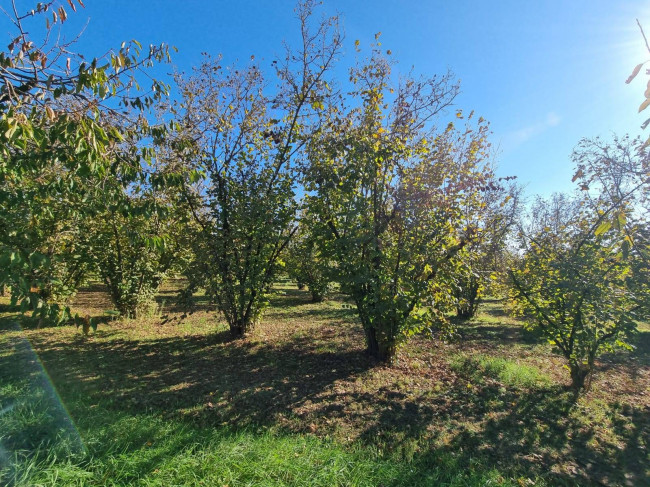 Terreno agricolo in vendita a Gallese (VT)