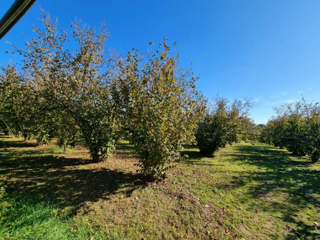 Terreno agricolo in vendita a Gallese (VT)