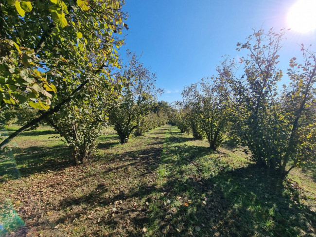 Terreno agricolo in vendita a Gallese (VT)