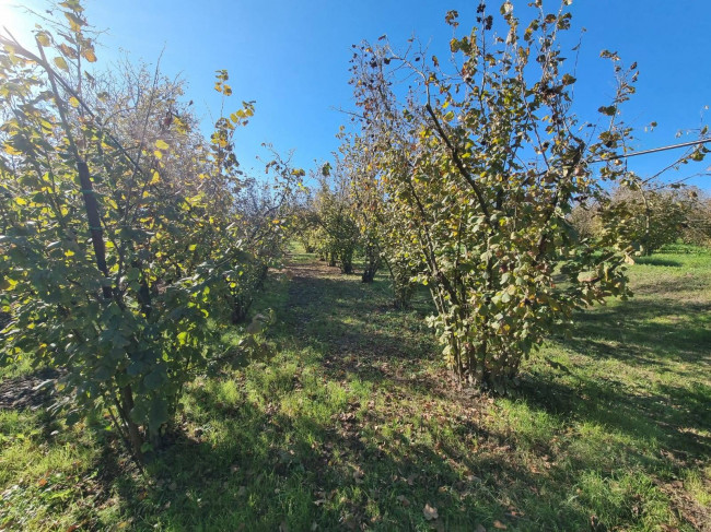 Terreno agricolo in vendita a Gallese (VT)