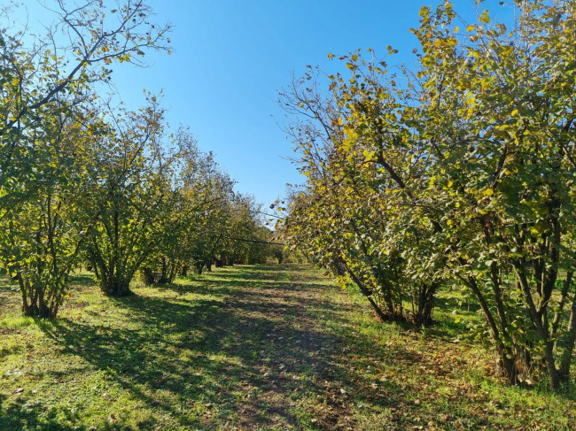 Terreno agricolo in vendita a Gallese (VT)