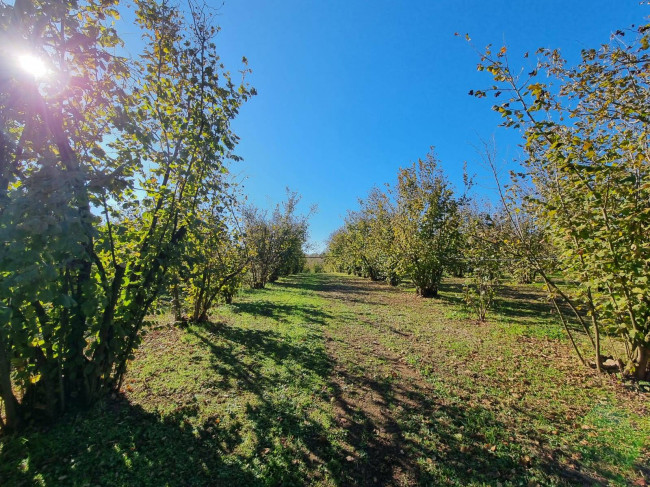 Terreno agricolo in vendita a Gallese (VT)