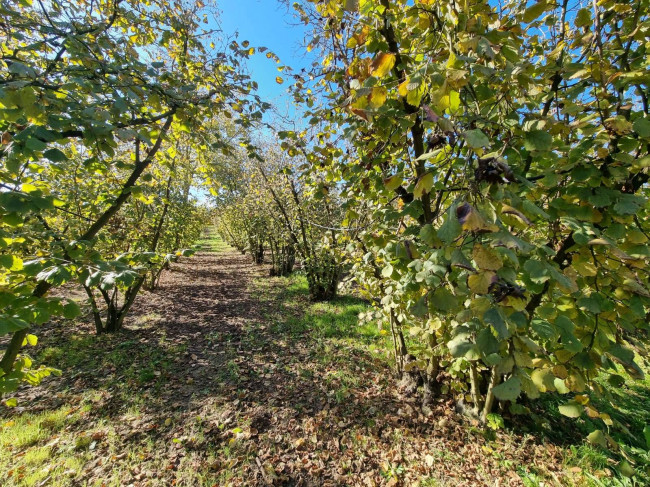 Terreno agricolo in vendita a Gallese (VT)