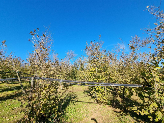 Terreno agricolo in vendita a Gallese (VT)