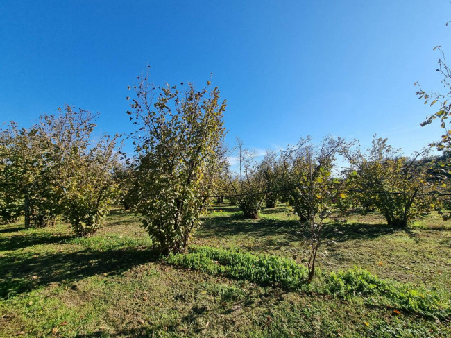 Terreno agricolo in vendita a Gallese (VT)