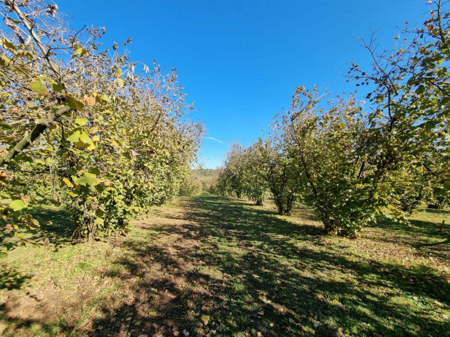 Terreno agricolo in vendita a Gallese (VT)