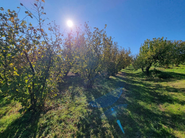 Terreno agricolo in vendita a Gallese (VT)