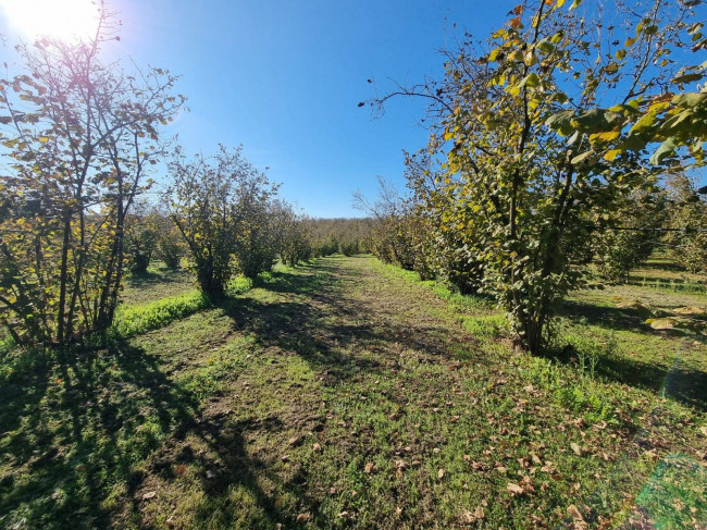 Terreno agricolo in vendita a Gallese (VT)