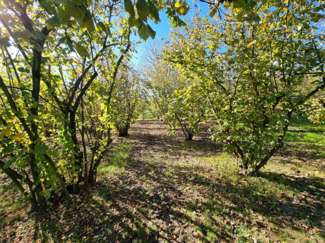 Terreno agricolo in vendita a Gallese (VT)