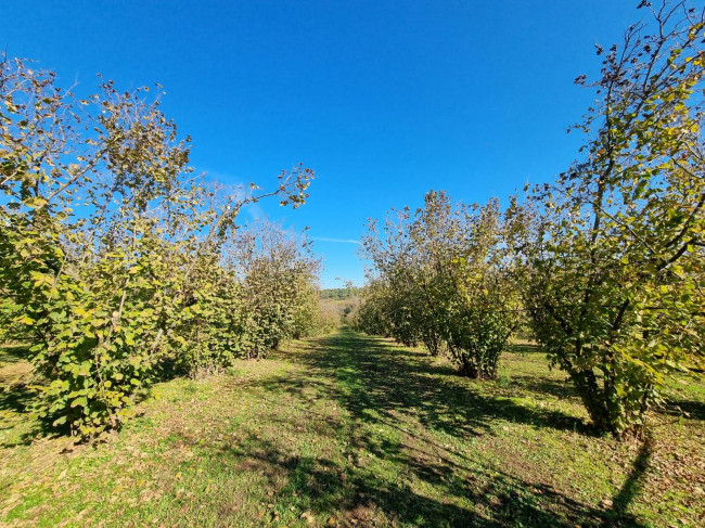 Terreno agricolo in vendita a Gallese (VT)