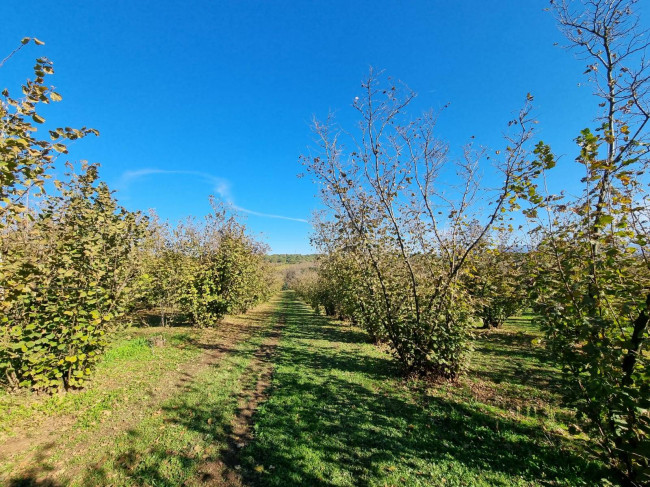 Terreno agricolo in vendita a Gallese (VT)