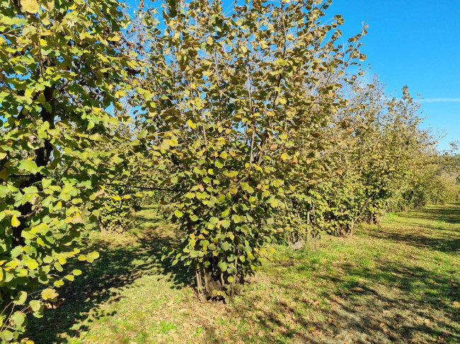 Terreno agricolo in vendita a Gallese (VT)