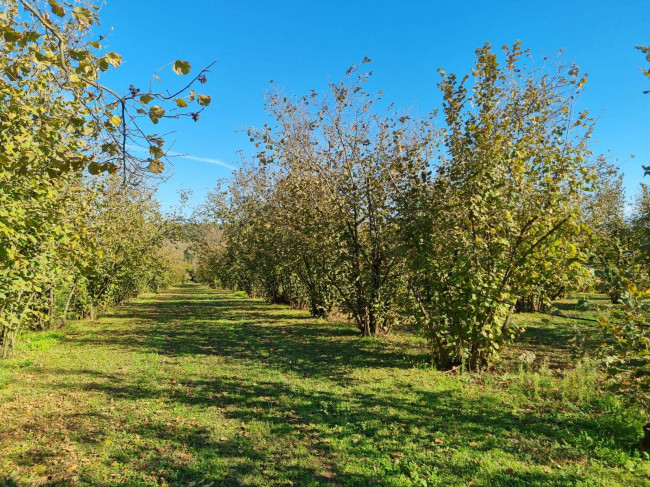 Terreno agricolo in vendita a Gallese (VT)