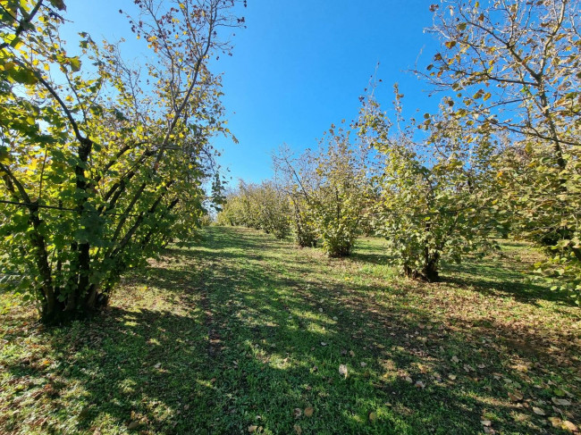 Terreno agricolo in vendita a Gallese (VT)