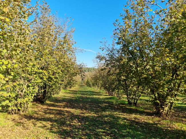 Terreno agricolo in vendita a Gallese (VT)