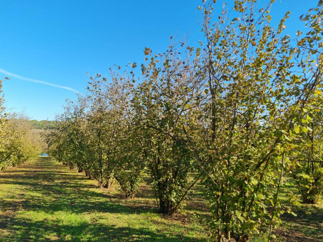 Terreno agricolo in vendita a Gallese (VT)