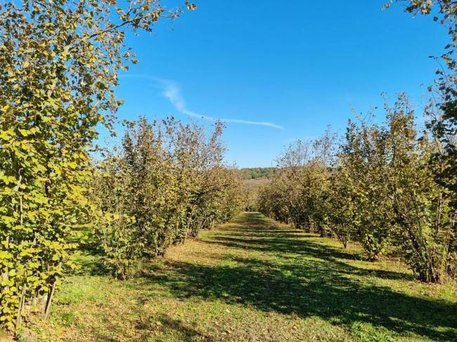 Terreno agricolo in vendita a Gallese (VT)