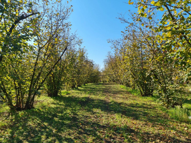 Terreno agricolo in vendita a Gallese (VT)