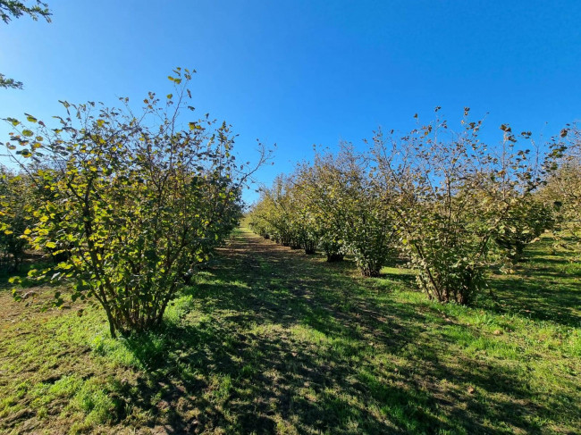 Terreno agricolo in vendita a Gallese (VT)