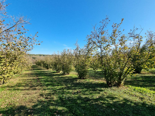 Terreno agricolo in vendita a Gallese (VT)