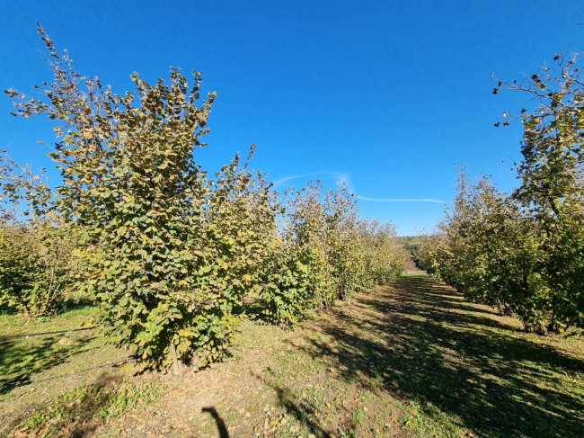 Terreno agricolo in vendita a Gallese (VT)