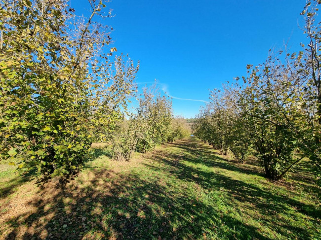 Terreno agricolo in vendita a Gallese (VT)