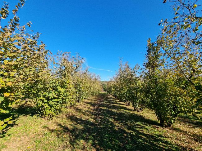 Terreno agricolo in vendita a Gallese (VT)