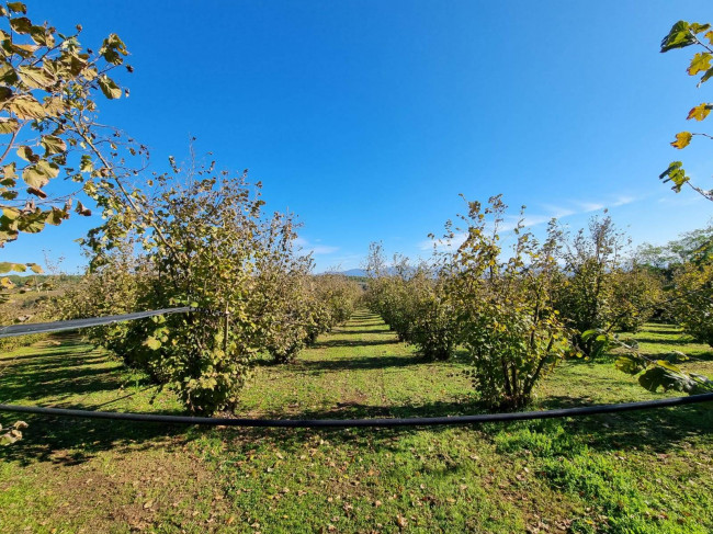 Terreno agricolo in vendita a Gallese (VT)