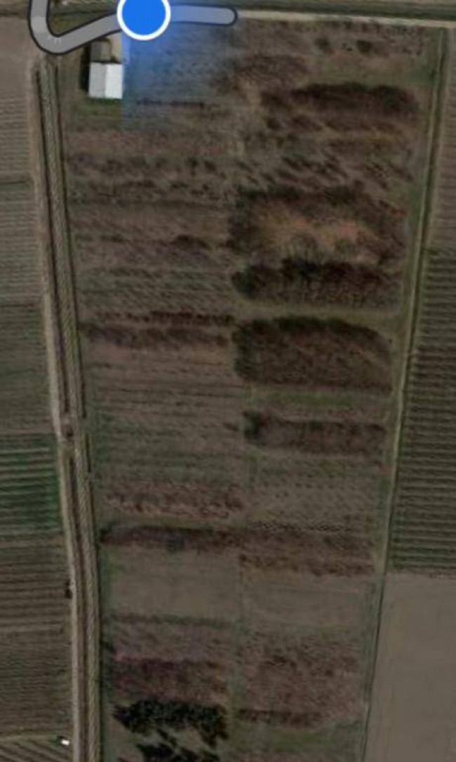 Terreno Agricolo in Vendita a Belfiore