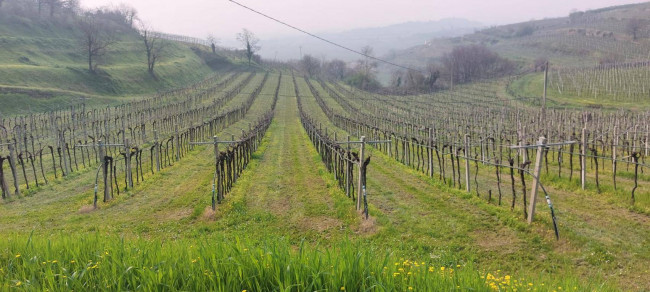 Terreno Agricolo in vendita a Colognola ai Colli