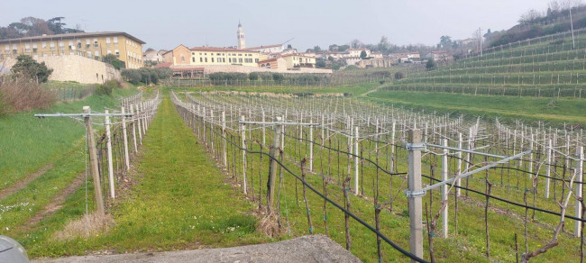 Terreno Agricolo in vendita a Colognola ai Colli