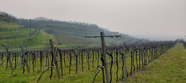 Terreno Agricolo in vendita a Colognola ai Colli