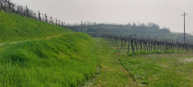 Terreno Agricolo in vendita a Colognola ai Colli
