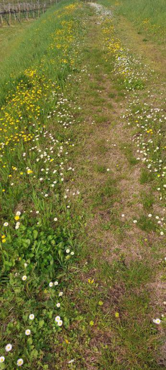 Terreno Agricolo in vendita a Colognola ai Colli
