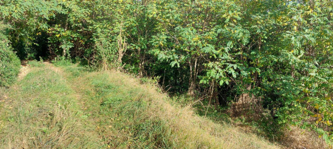 Terreno agricolo in vendita a Vestenanova (VR)