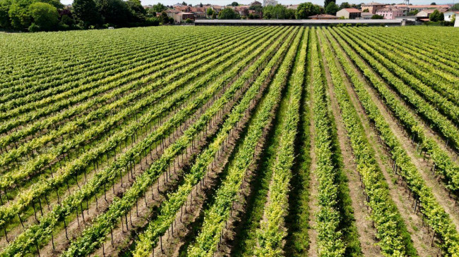 Terreno Agricolo in vendita a Pojana Maggiore