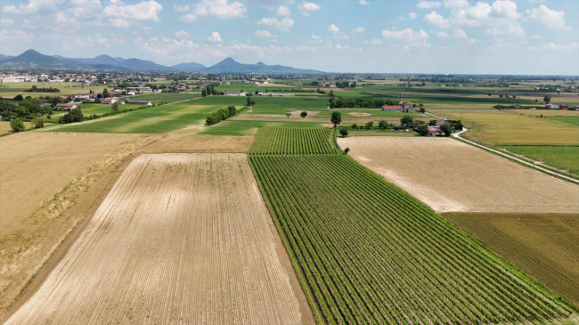 Terreno Agricolo in vendita a Pojana Maggiore