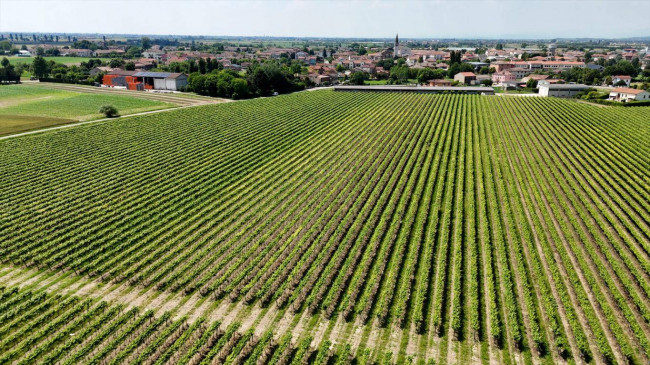 Terreno Agricolo in vendita a Pojana Maggiore