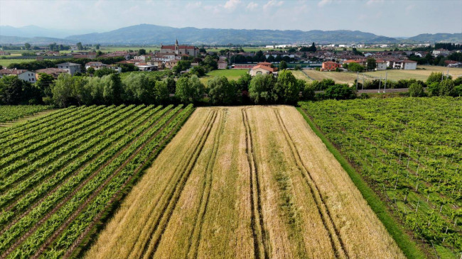 Terreno Agricolo in vendita a San Bonifacio